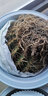金虎狂刺仙人球盆栽植物綠植金虎超盆栽大盆栽辦公室仙人掌 直徑20厘米左右 不含盆 曬單實(shí)拍圖