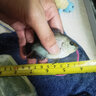大拇指羅漢魚(yú)飼料起頭色揚觀(guān)賞魚(yú)糧發(fā)財魚(yú)壽星頭魚(yú)食高蛋白不渾水 龍騰羅漢魚(yú)300克小粒 曬單實(shí)拍圖