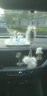 奔域 汽車(chē)香水座車(chē)載香水擺件車(chē)內天鵝韓國可愛(ài)高檔個(gè)性創(chuàng  )意女持久淡香車(chē)載香水座擺件飾品 毛絨天鵝香水擺件+【毛絨防滑墊】白色 桂花香 曬單實(shí)拍圖