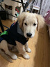 楚克奇（CHUKCHI）大狗衣服邊牧金毛中大型犬冬裝狗棉衣馬犬馬甲背心連帽兩腿喜慶 深藍(lán)色 28號(hào)頸圍50CM*胸圍68CM*背長(zhǎng)55CM 曬單實(shí)拍圖