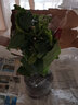 扶?；ㄅ柙?花卉綠植 扶桑花苗 色彩鮮艷 朱槿牡丹芙蓉花 四季開花 多色可選 室內(nèi)客廳辦公室好養(yǎng)易活 紅色扶桑1盆 不含盆 曬單實(shí)拍圖