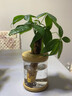 水養(yǎng)盆栽植物水養(yǎng)綠植盆景花卉辦公室內(nèi)水培植物純水養(yǎng)盆栽室內(nèi)辦公桌裸根小盆栽 發(fā)財樹+梔子花+綠蘿（純水養(yǎng)盆） 曬單實拍圖