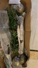 花苗 觀(guān)花陽(yáng)臺四季大花四季開(kāi)花帶花苞 綠植盆栽地栽 室內室外桌面薔薇庭院月季花卉 五彩變色月 微型黃玫瑰 曬單實(shí)拍圖