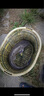 YGK日本原裝路亞海釣PE線遠(yuǎn)投8編釣魚線X-BRAID超順滑大馬力魚線漁線 綠色 UPGRADE X8 200m 1.5號(hào) 曬單實(shí)拍圖