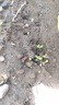 碩雅園藝護坡草籽紫穗槐灌木花卉草坪種高速路綠化固土多年生小灌木種子 檸條種子1斤 曬單實(shí)拍圖