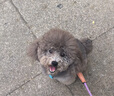 皇家狗糧小型犬成犬糧PR27寵物吉娃娃貴賓泰迪博美通用型成犬糧食 PR27小型犬成犬全價糧2KG 10月齡以上 全犬種通用型 曬單實拍圖