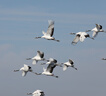 適馬（SIGMA） 150-600 mm 全畫幅二手鏡頭 中長(zhǎng)焦超遠(yuǎn)攝變焦鏡頭 打鳥荷花 適馬150-600 DG OS HSM S版佳能口 準(zhǔn)新 曬單實(shí)拍圖