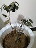 秋之果香 茶花苗 山茶花苗盆栽地栽四季開(kāi)花綠植花卉庭院玫瑰牡丹 赤丹 三年苗(明年開(kāi)花) 曬單實(shí)拍圖