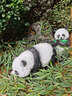 半語太陽能兔子燈戶外發(fā)光兔子防水仿生動(dòng)物燈公園造型燈庭院裝飾燈 熊貓 A款太陽能-暖光【一只】 曬單實(shí)拍圖