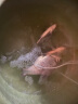 sobo鱼缸氧气泵养鱼增氧机充氧泵家用小型制氧机氧气机鱼用充氧器低音 988四孔12W全套配件+气饼 实拍图