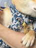 TRUELOVE狗狗牽引繩背心式遛狗鏈子小型犬胸背帶泰迪金毛寵物用品法斗柯基 碎花藍（不含牽引繩） M胸圍56-69cm建議7-18kg 曬單實(shí)拍圖