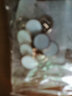 FASTSO 黑色西裝扣子金屬扣時(shí)尚大衣紐扣男女襯衫扣小扣毛衣風(fēng)衣西服褲扣高品質(zhì) 1#白色金邊【含針線(xiàn)包】 11mm【10顆】襯衫用 曬單實(shí)拍圖