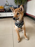 多尼斯印花系列狗狗牽引繩大中型犬栓遛狗繩狗鏈子胸背帶柯基邊牧泰迪 雛菊黑(單個(gè)胸背帶） M（推薦14-28斤） 曬單實(shí)拍圖