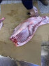 潮羊牧歌 寧夏灘羊肉 生鮮羊肉禮盒 全羊整只新鮮宰殺 全羊宴烤全羊 清真 20斤乳羔羊整只（整只發(fā)貨） 曬單實(shí)拍圖