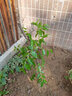春花妙意蘋(píng)果苗矮化盆栽南方北方種植庭院陽(yáng)臺(tái)盆景嫁接紅富士蘋(píng)果樹(shù)苗9年苗造型優(yōu)美(帶果發(fā)貨)40cm(含)-50cm(不含) 曬單實(shí)拍圖