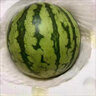 農根蔬2k手剝西瓜2025香甜可口汁水充盈山東冰糖小西瓜農場(chǎng)直發(fā) 5-6斤（1-2個(gè)） 曬單實(shí)拍圖