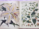 植物大發(fā)現(xiàn) 黃金時(shí)代的圖譜藝術(shù)（異步圖書出品） 曬單實(shí)拍圖