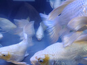 海童錦鯉飼料魚食金魚專用魚飼料蝴蝶鯉魚糧增色增艷增體增肥上浮魚糧 主食2#500g(適合5-10cm錦鯉) 曬單實拍圖