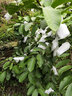 西芝 水果專(zhuān)用網(wǎng)套番石榴網(wǎng)袋套芭樂(lè )芒果套袋防蟲(chóng)防塵袋一體泡沫套袋 厚款/500 白色 曬單實(shí)拍圖