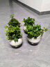 綠有意金邊常春藤盆栽水培花卉植物室內垂吊蘭綠植好養常青長(cháng)青藤 【4盆】90#常春藤(簡(jiǎn)易盆)+營(yíng)養 帶盆栽好 曬單實(shí)拍圖
