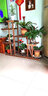 水培盆栽  紅掌金鉆室內陽(yáng)臺 水培綠植辦公桌觀(guān)葉花卉盆景水培植物 九里香(花邊圓球) 含盆 曬單實(shí)拍圖
