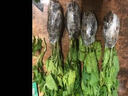農(nóng)之子 苦瓜苗帶土雜交蘋果苦瓜幼秧苗蔬菜壽光苗子種苗老品種翠綠 【苗】苦瓜苗秧帶土幼苗 20棵 曬單實(shí)拍圖