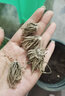 進口花毛茛種球重瓣洋牡丹花苗室內(nèi)室外四季開花易活花卉盆栽種根 混色(5個裝) 其他 曬單實拍圖