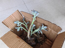 墨一【送貨上門(mén)】老樁多頭群生多肉植物玉樹(shù)老樁盆栽肉肉新手好養 紫樂(lè )大老樁10-15cm 曬單實(shí)拍圖