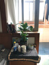 龜背竹天堂鳥金鉆紅豆杉金魚吊蘭竹柏盆栽植物室內(nèi)大葉型客廳綠植四季常青 30-40cm3株天堂鳥 含盆栽好 曬單實(shí)拍圖