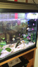 格池（GRECH）小魚(yú)缸過(guò)濾器循環(huán)泵三合一增氧泵吸糞過(guò)濾增氧一體機魚(yú)馬桶吸便器 12W過(guò)濾器（適合60-100厘米魚(yú)缸） 曬單實(shí)拍圖