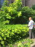 銳爾（real） 汽油寬帶綠籬機(jī)兩沖程園藝高空剪三菱TU26高枝剪市政園林籬笆剪茶樹修枝修剪機(jī) 銳爾G26寬帶修剪機(jī)/兩沖程 曬單實(shí)拍圖