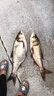 狼王 紡車輪魚輪瑞麗金屬杯漁輪紡車輪海竿釣輪魚線輪磯竿路亞輪 2000型 曬單實(shí)拍圖
