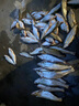 東區釣具連鎖 垂釣運動(dòng)戶(hù)外小繼千又小磯碳素魚(yú)竿手海兩用短節船釣海竿正品 小繼磯投 千又小磯 斜環(huán)實(shí)心尾 2#-3.6M 曬單實(shí)拍圖