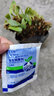 鹿凌青金麒麟盆栽玉麒麟盆栽綠植花卉多肉防植物不含盆 麒麟掌 曬單實(shí)拍圖