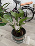 傾顏 50-60厘米高一盆3棵天堂鳥(niǎo)鶴望蘭苗室內大型綠色植物四季常青客 曬單實(shí)拍圖