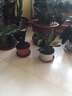 意軒室內綠植花卉盆栽室內孔雀竹芋 貓眼彩虹綠植盆栽四季常青植物 貓眼竹芋 帶盆帶土 曬單實拍圖