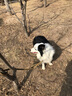 出眾者 狗項圈大型犬牽引繩中型犬狗繩項圈德牧拉布拉多頸圈狗鏈脖圈 狼棕色（項圈+牽引繩） M（建議體重40-65斤） 曬單實(shí)拍圖