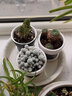 意軒多肉植物多肉24款肉肉植物DIY室內盆栽綠植花卉組合辦公室 白花小松/高2-4cm 不含盆 曬單實(shí)拍圖