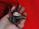 花鰱魚(yú)苗淡水魚(yú)塘養殖鰱鳙雄魚(yú)麻鰱批發(fā)胖頭魚(yú)可食用大頭魚(yú)苗 20條9-12厘米花鰱魚(yú)苗 曬單實(shí)拍圖