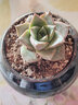 迎虞花苑新手帶盆多肉植物盆栽套餐綠植盆景組合活動(dòng)批發(fā) 4個(gè)圓球花盆+土（不含植物 曬單實(shí)拍圖