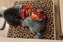 朗吉小野儷香凍干狗糧淚痕管理幼犬成犬犬糧小型犬泰迪比熊試吃裝200g 200g 曬單實(shí)拍圖