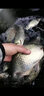 天元 武漢天元神酒1-10號液體添加劑黑坑鯽鯉草青釣魚(yú)小藥魚(yú)餌 餌料 天元神酒 7號30ml 曬單實(shí)拍圖