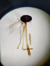 凤凰显微镜标本切片载玻片盖玻片套装动物植物细胞昆虫标本儿童实验 100片装 实拍图