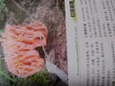 名優(yōu)食用菌原色圖鑒 曬單實(shí)拍圖