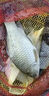 釣草魚(yú)餌料野釣黑坑專(zhuān)用大草魚(yú)青魚(yú)配方魚(yú)餌 草魚(yú)專(zhuān)攻餌料500克 草魚(yú)專(zhuān)攻餌料500克【多買(mǎi)多送】 曬單實(shí)拍圖