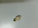Royal sasa皇家莎莎仿水晶太陽花朵胸針領針個性別針西裝配飾防走光扣小號 曬單實拍圖