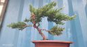 疏影暗香 迎客松造型盆栽真樹(shù)盆景室內外松柏地柏造型盆景辦公室庭院景觀(guān) 3年苗30cm左右 曬單實(shí)拍圖