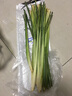 【順豐】新鮮香茅草檸檬草香茅 泰式冬陰功湯料調(diào)料香料 1000g 曬單實拍圖