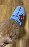 寵星記 寵物衣服 中小型犬貓 可愛卡通背心 冬季居家防飄毛 泰迪比熊 淺藍(lán)背帶 大號XL碼 胸圍42-46cm 曬單實拍圖