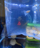 藍白孔雀魚(yú)藍白大C繡球孕母緞帶精品熱帶魚(yú)小型魚(yú)觀(guān)賞魚(yú)小魚(yú) 藍白緞帶公+大c緞帶母 曬單實(shí)拍圖